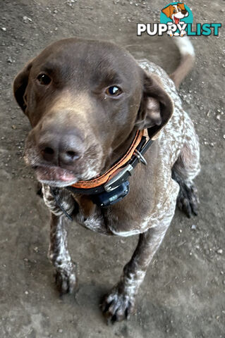 German short haired pointer