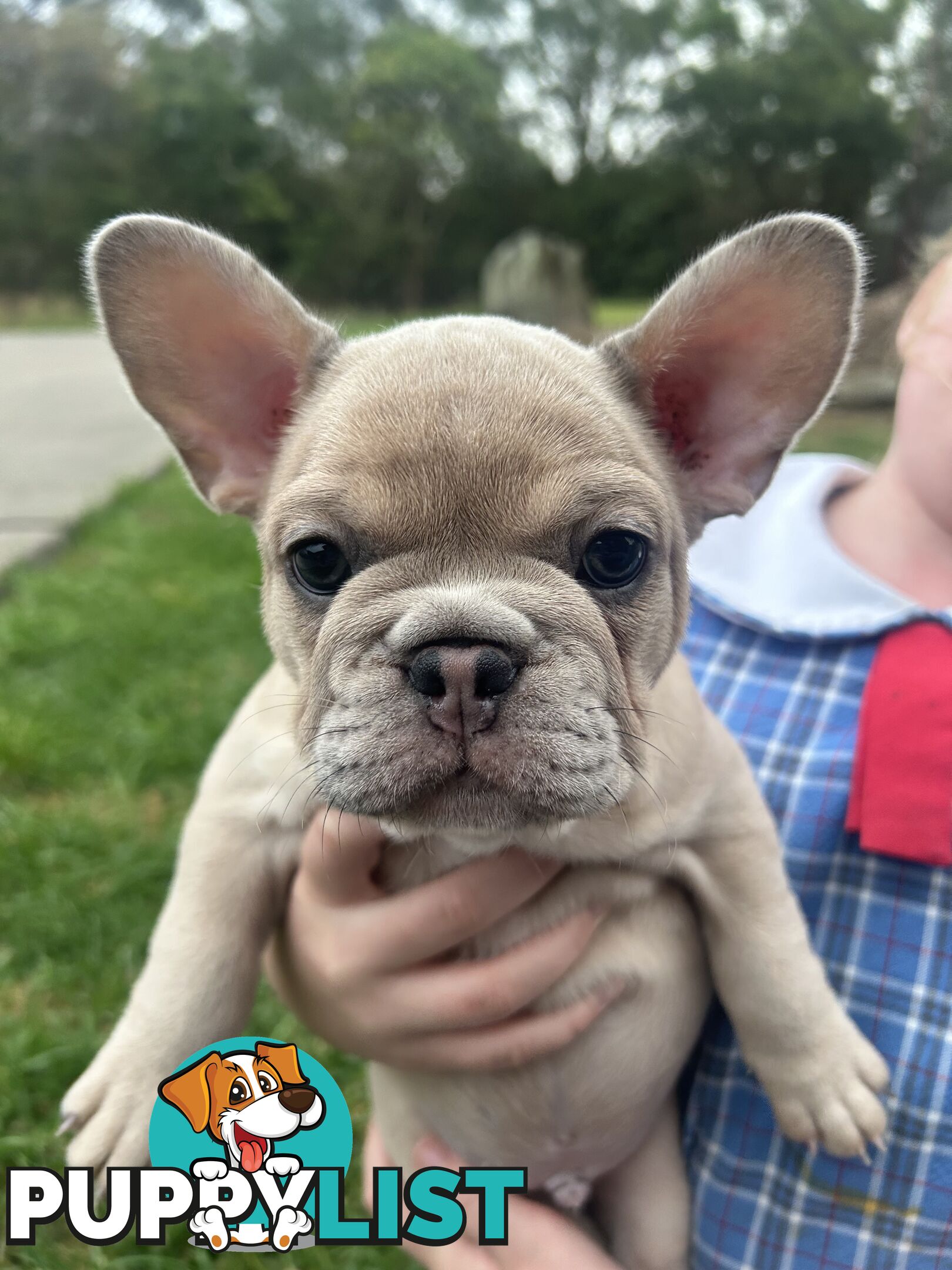 French bulldog pups pure bred ready now