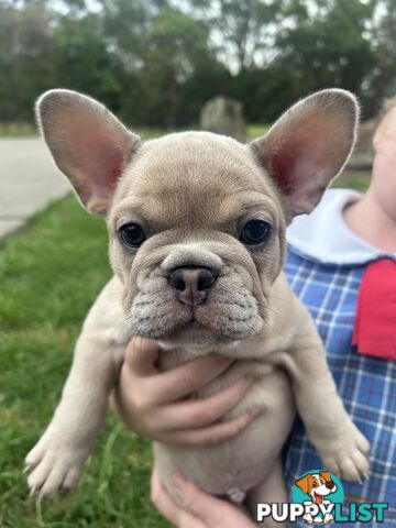 French bulldog pups pure bred ready now