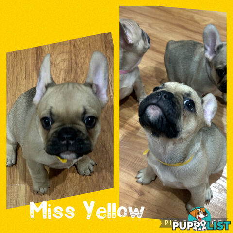 French bulldogs pure bred