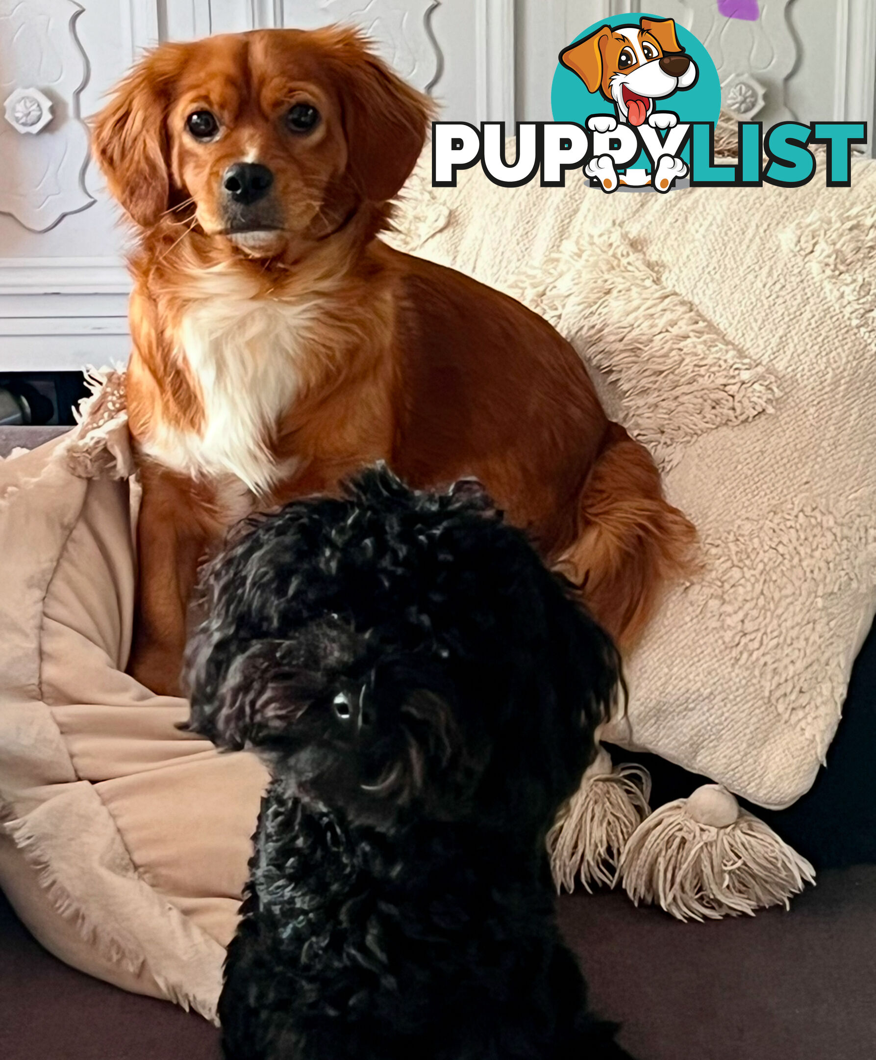 Adorable Tiny Toy Cavoodles Ready for Forever Homes!