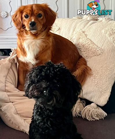 Adorable Tiny Toy Cavoodles Ready for Forever Homes!