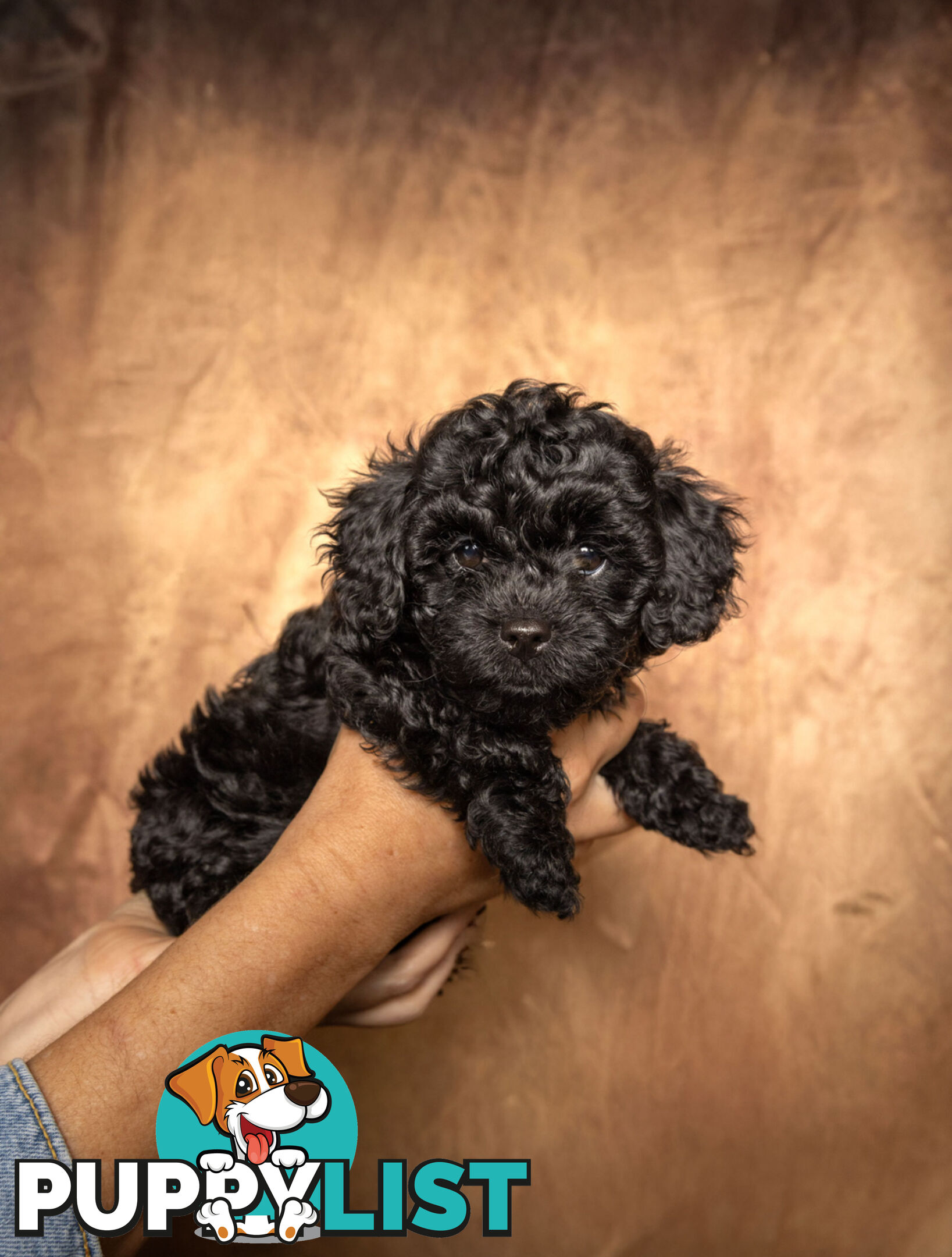 Adorable Tiny Toy Cavoodles Ready for Forever Homes!