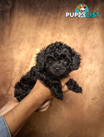Adorable Tiny Toy Cavoodles Ready for Forever Homes!