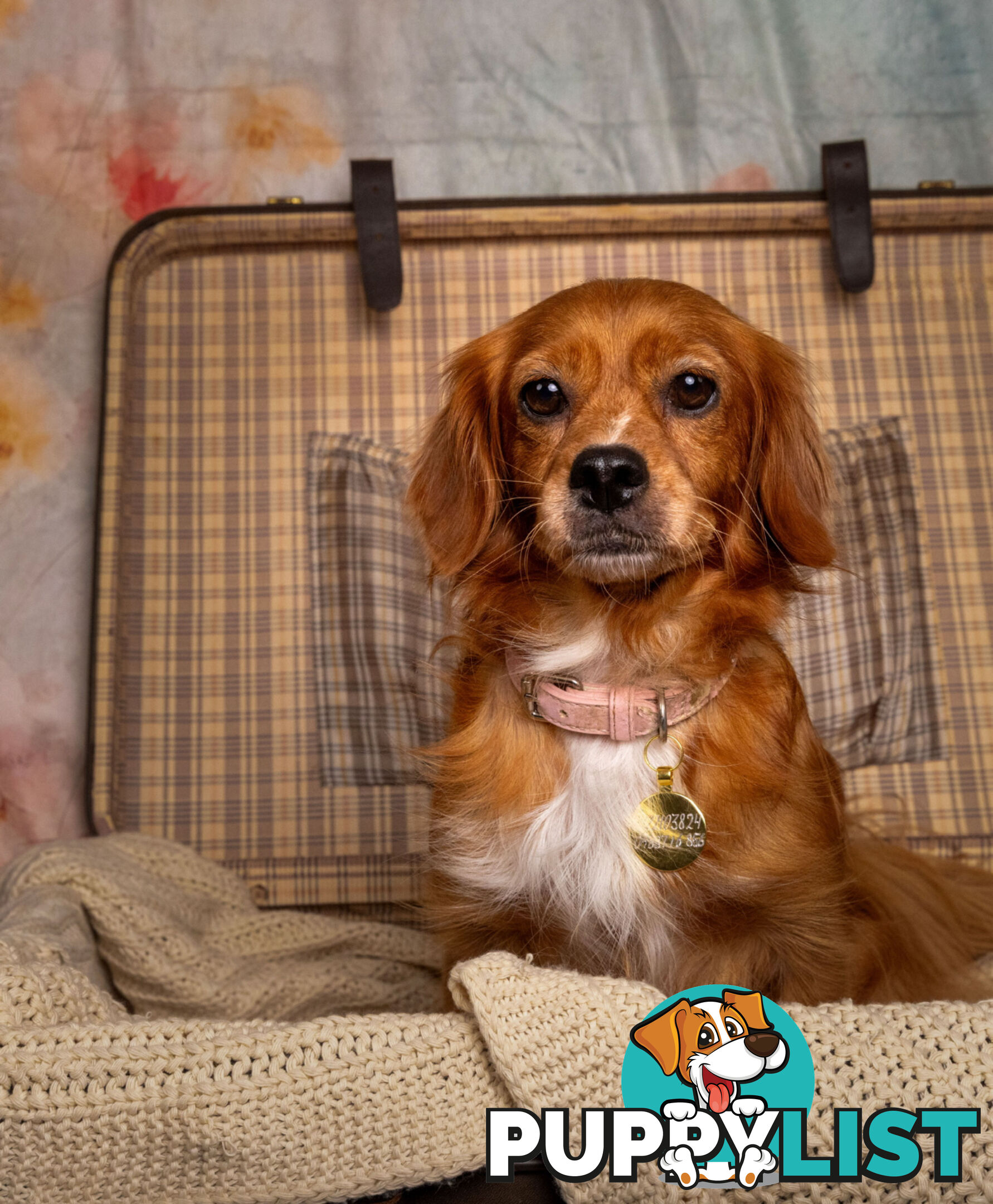 Adorable Tiny Toy Cavoodles Ready for Forever Homes!