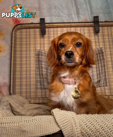 Adorable Tiny Toy Cavoodles Ready for Forever Homes!