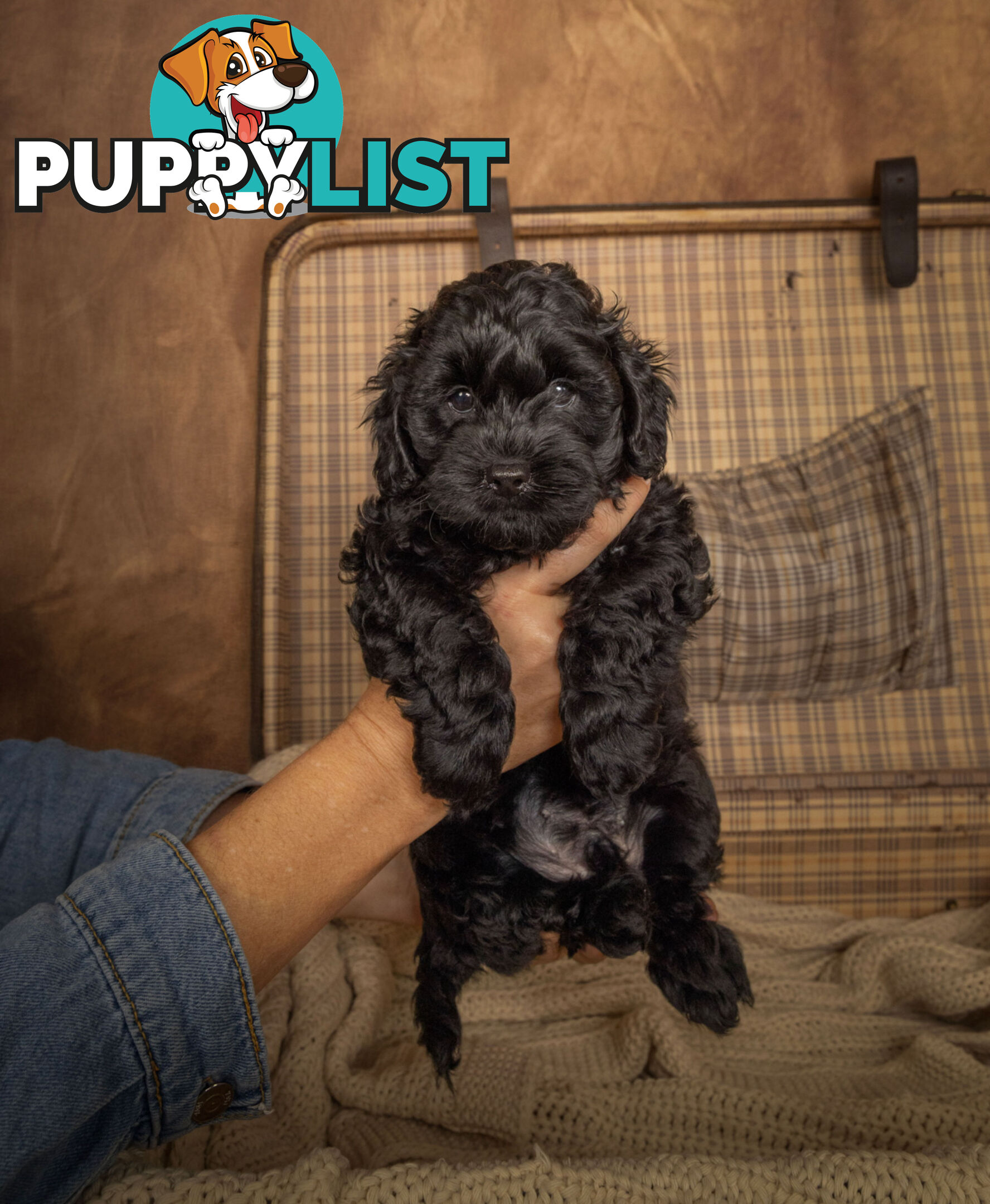 Adorable Tiny Toy Cavoodles Ready for Forever Homes!