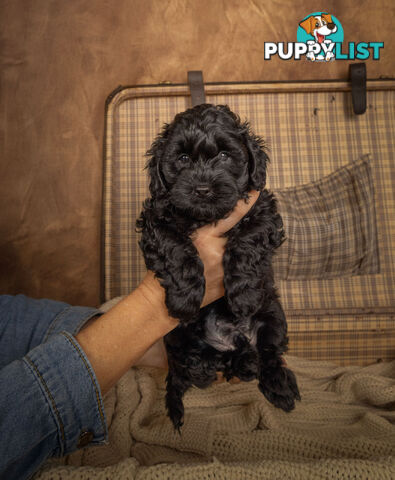 Adorable Tiny Toy Cavoodles Ready for Forever Homes!