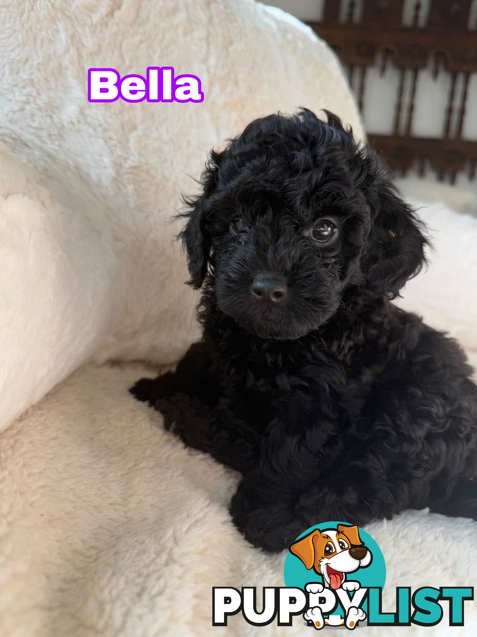 Adorable Tiny Toy Cavoodles Ready for Forever Homes!
