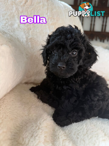 Adorable Tiny Toy Cavoodles Ready for Forever Homes!