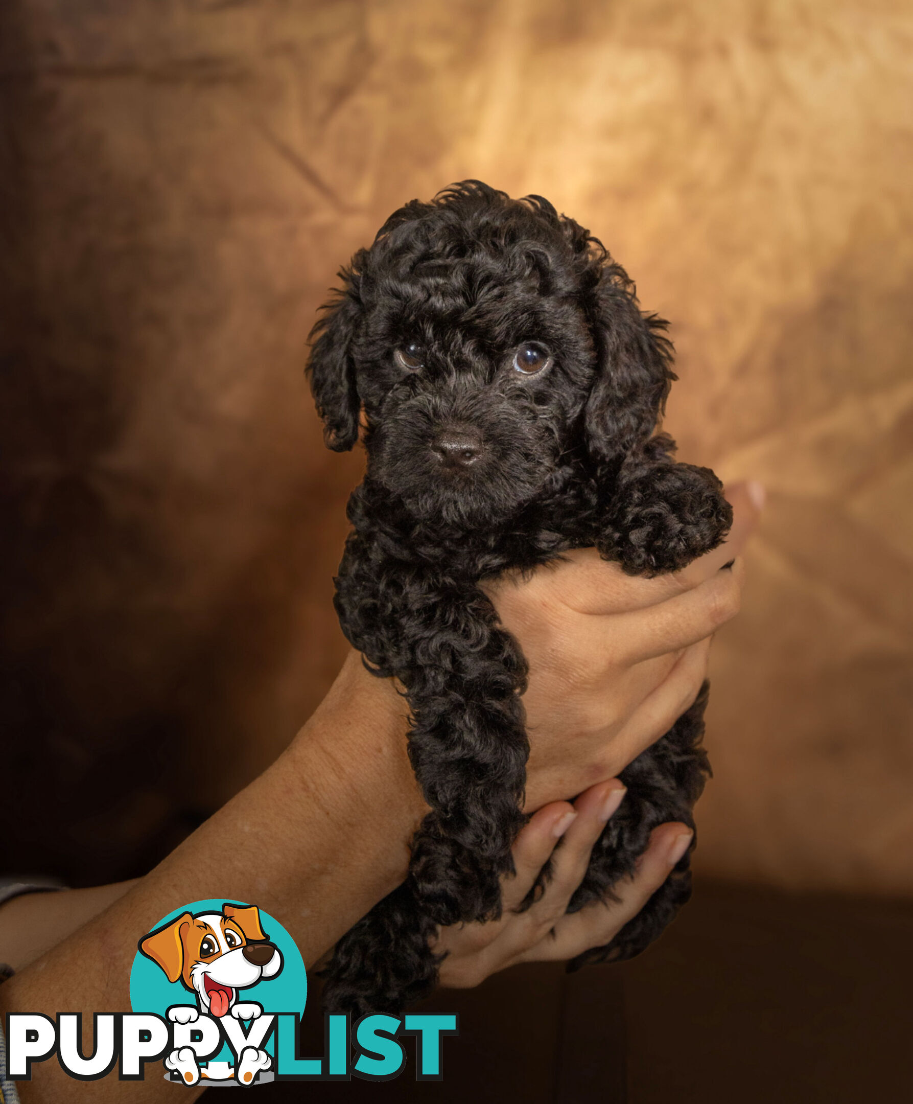 Adorable Tiny Toy Cavoodles Ready for Forever Homes!