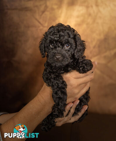 Adorable Tiny Toy Cavoodles Ready for Forever Homes!