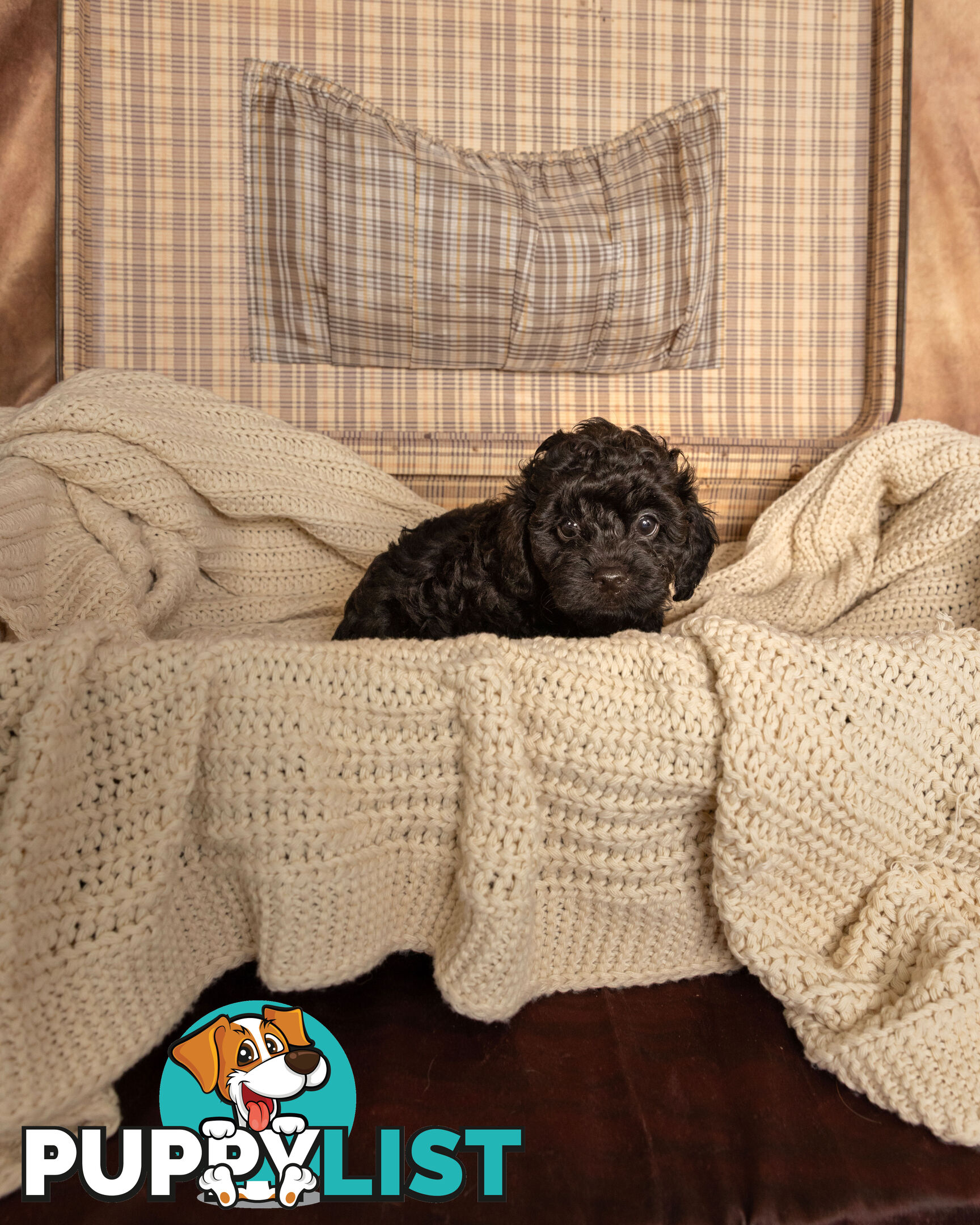 Adorable Tiny Toy Cavoodles Ready for Forever Homes!