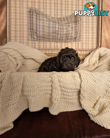 Adorable Tiny Toy Cavoodles Ready for Forever Homes!