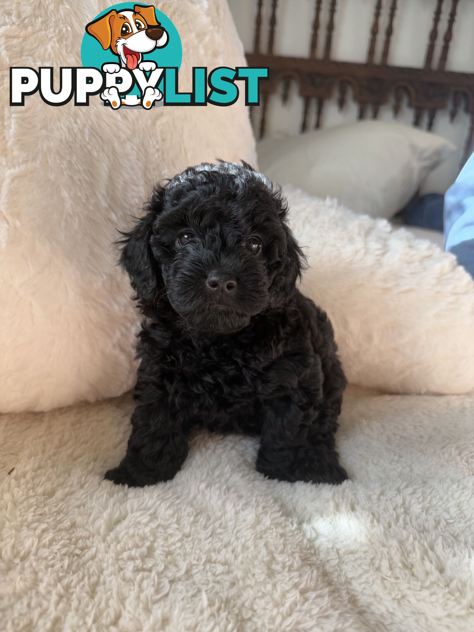 Adorable Tiny Toy Cavoodles Ready for Forever Homes!