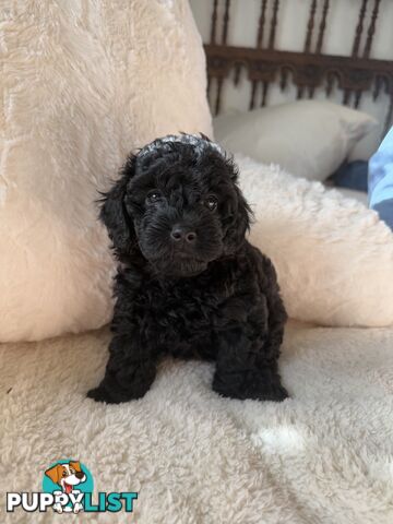 Adorable Tiny Toy Cavoodles Ready for Forever Homes!