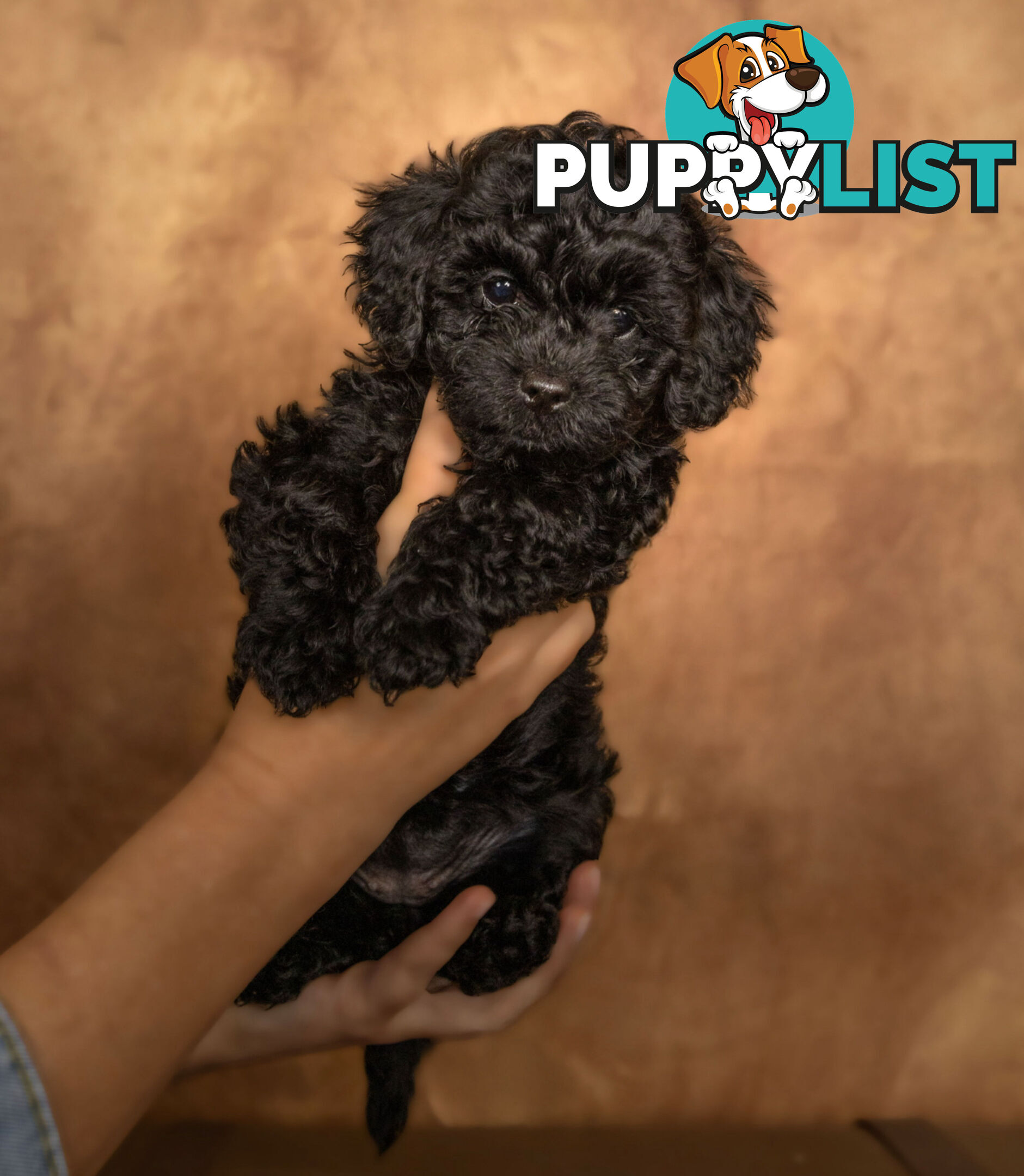 Adorable Tiny Toy Cavoodles Ready for Forever Homes!