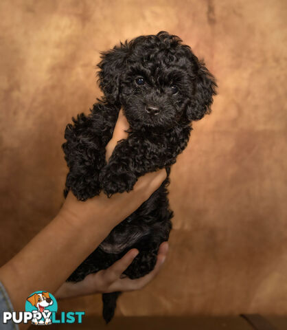 Adorable Tiny Toy Cavoodles Ready for Forever Homes!