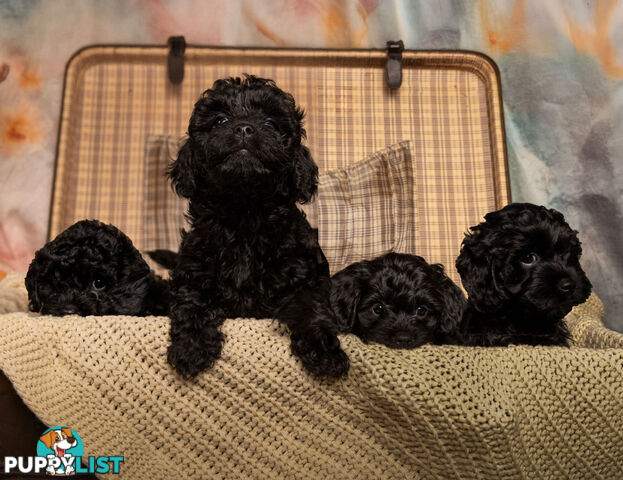 Adorable Tiny Toy Cavoodles Ready for Forever Homes!