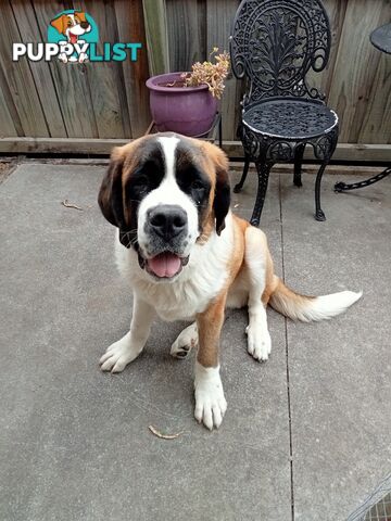 St Bernard