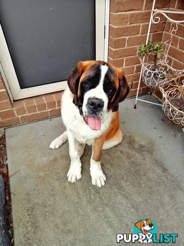 St Bernard