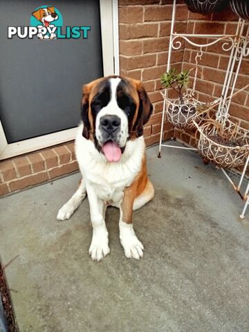 St Bernard