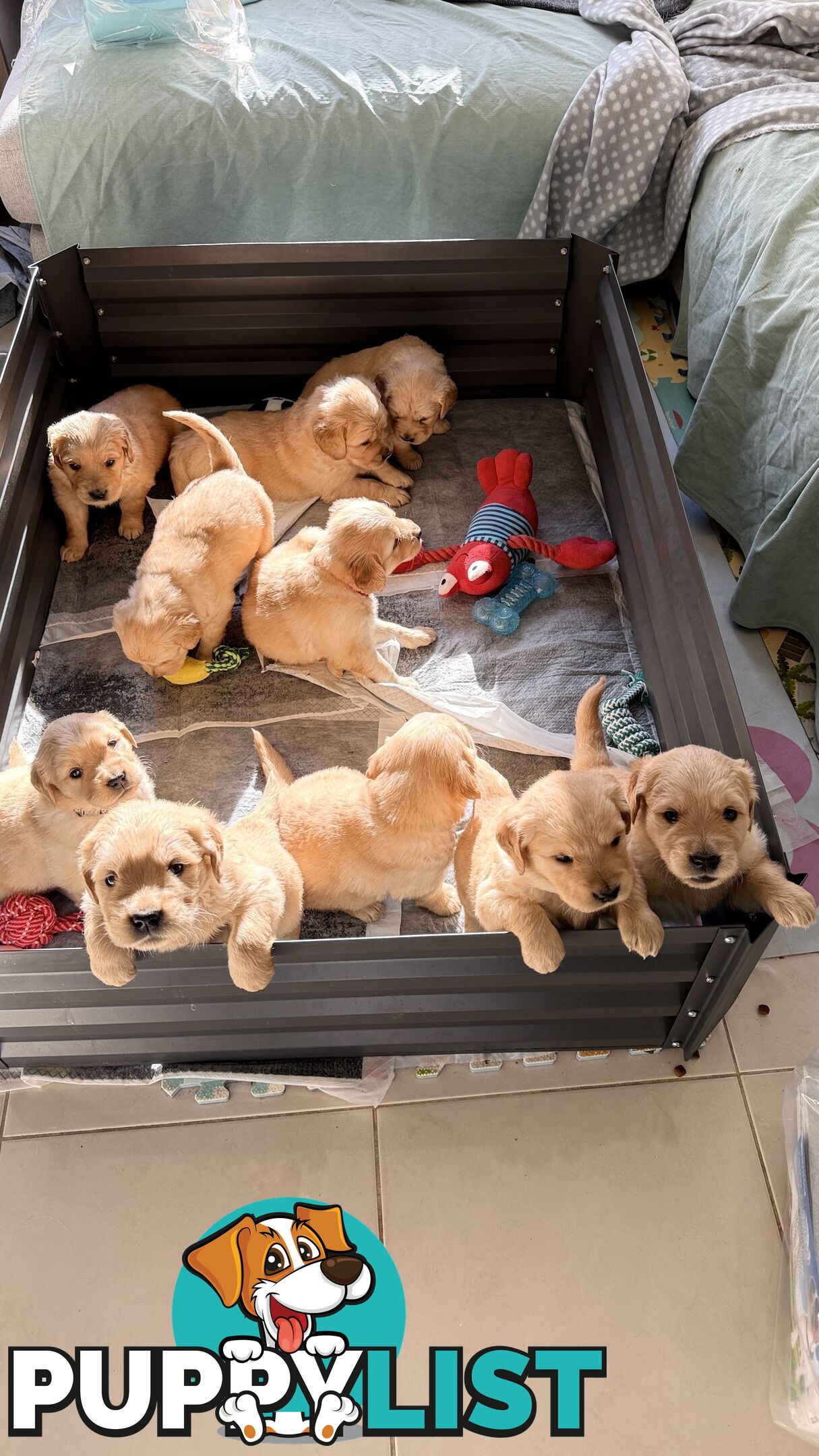 Purebred Golden retriever puppies available for new home
