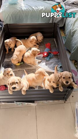 Purebred Golden retriever puppies available for new home