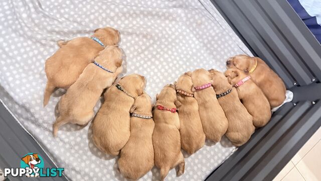 Purebred Golden retriever puppies available for new home