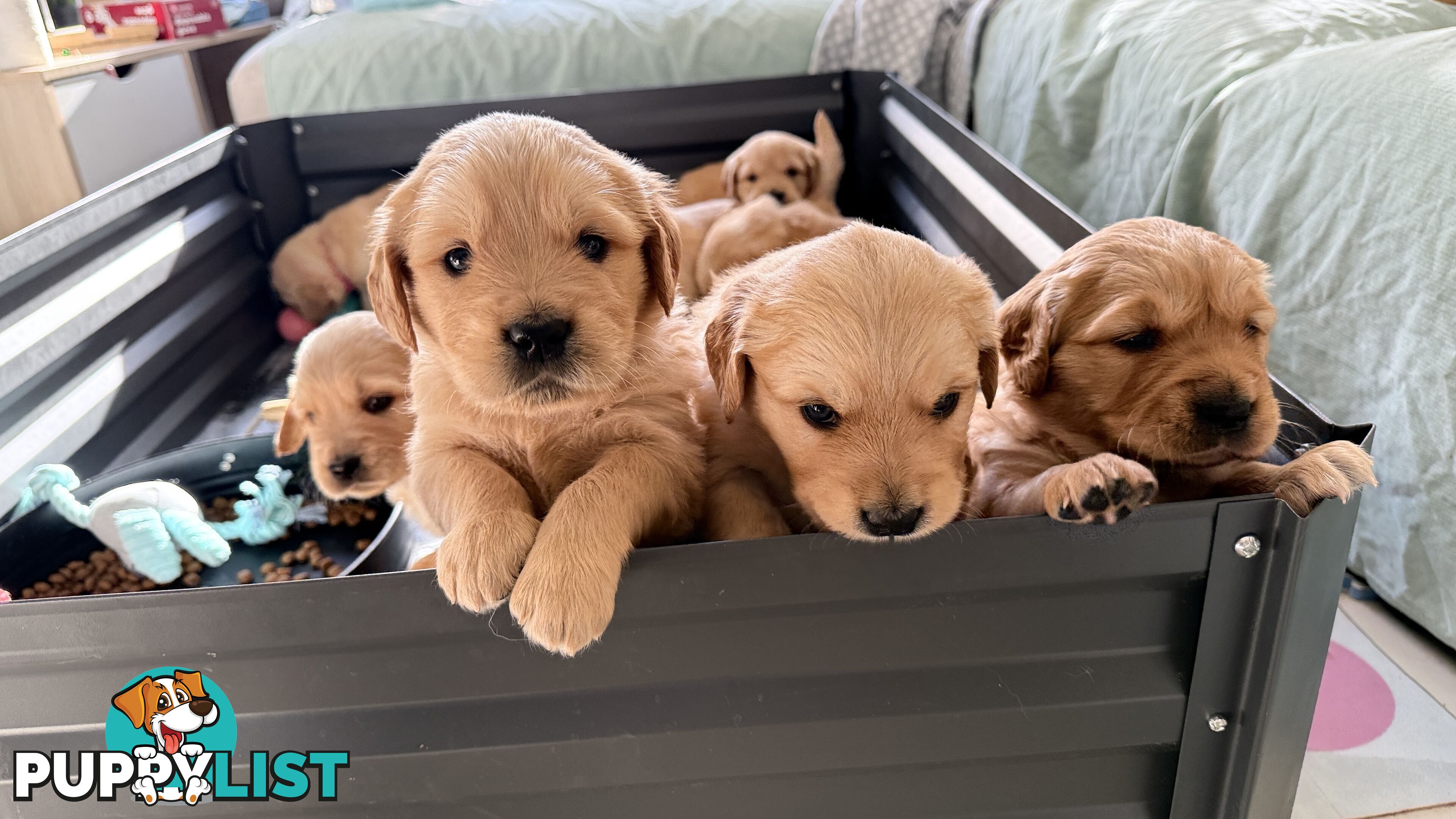 Purebred Golden retriever puppies available for new home
