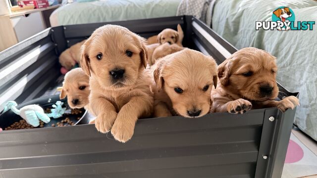 Purebred Golden retriever puppies available for new home