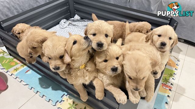Purebred Golden retriever puppies available for new home