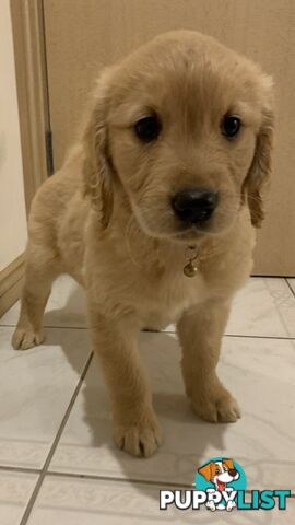 Purebred Golden retriever puppies available for new home