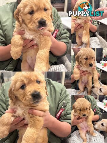 Purebred Golden retriever puppies available for new home