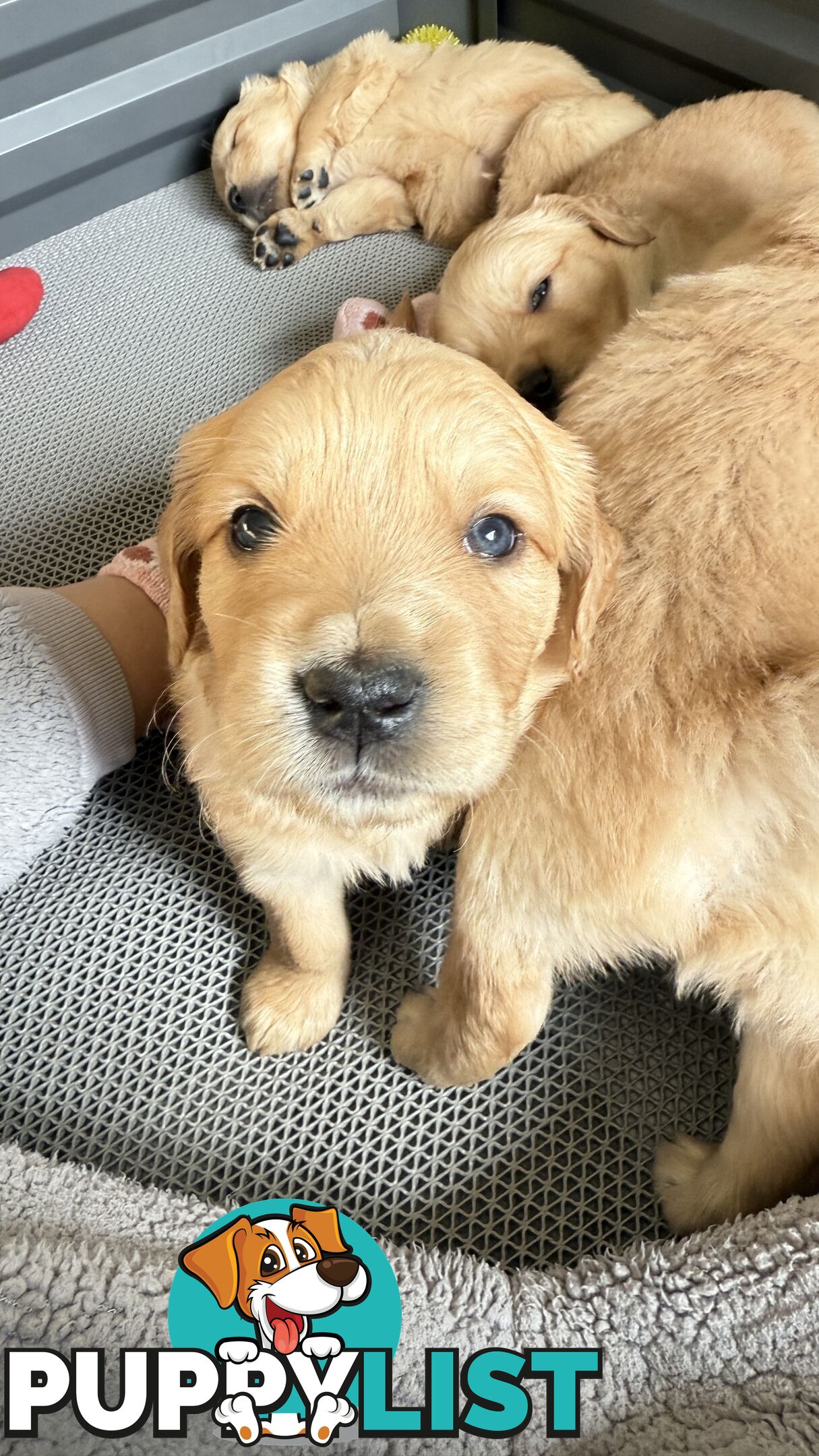 Purebred Golden retriever puppies available for new home