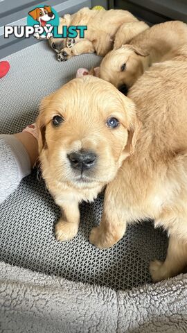 Purebred Golden retriever puppies available for new home