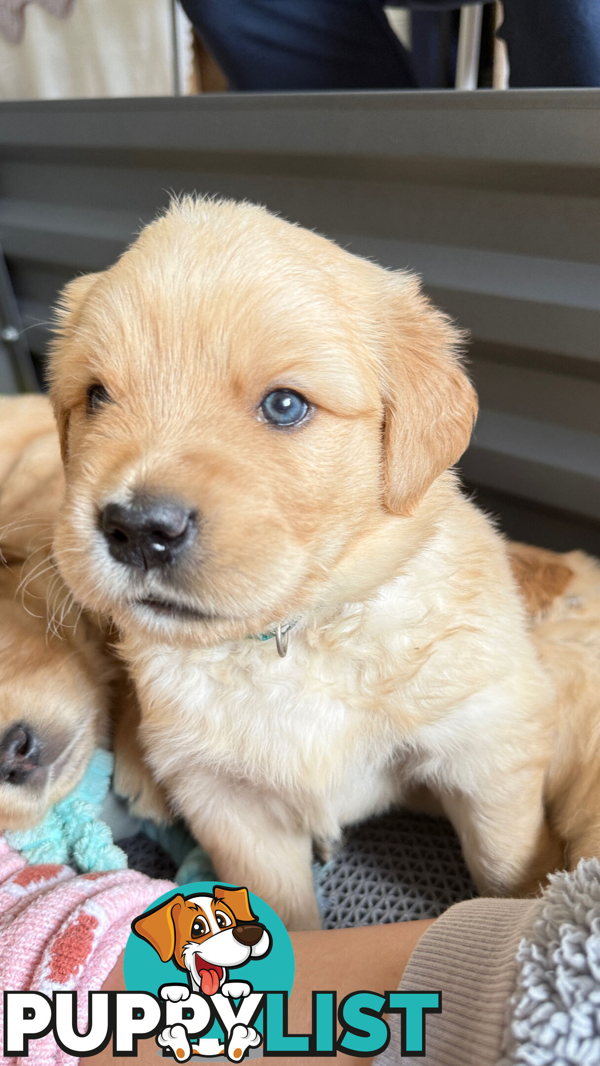 Purebred Golden retriever puppies available for new home