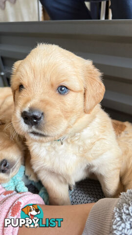 Purebred Golden retriever puppies available for new home