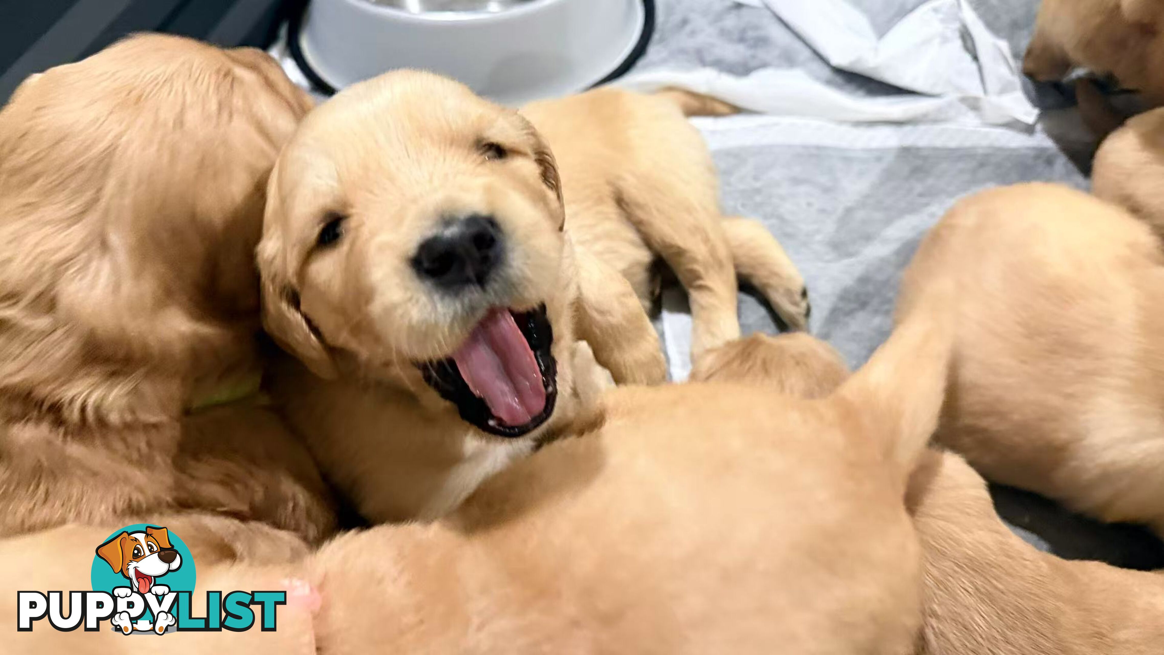 Purebred Golden retriever puppies available for new home