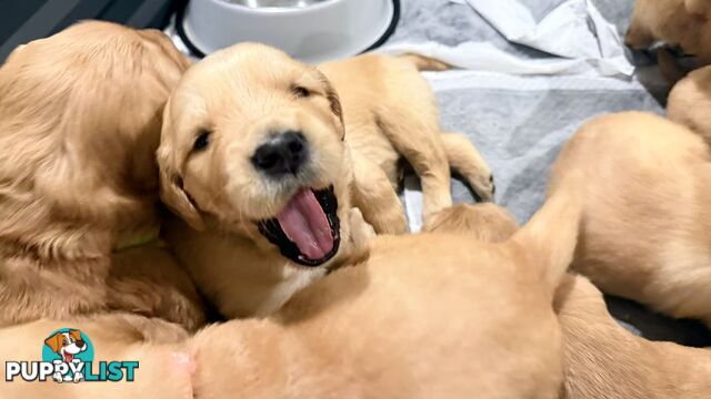 Purebred Golden retriever puppies available for new home