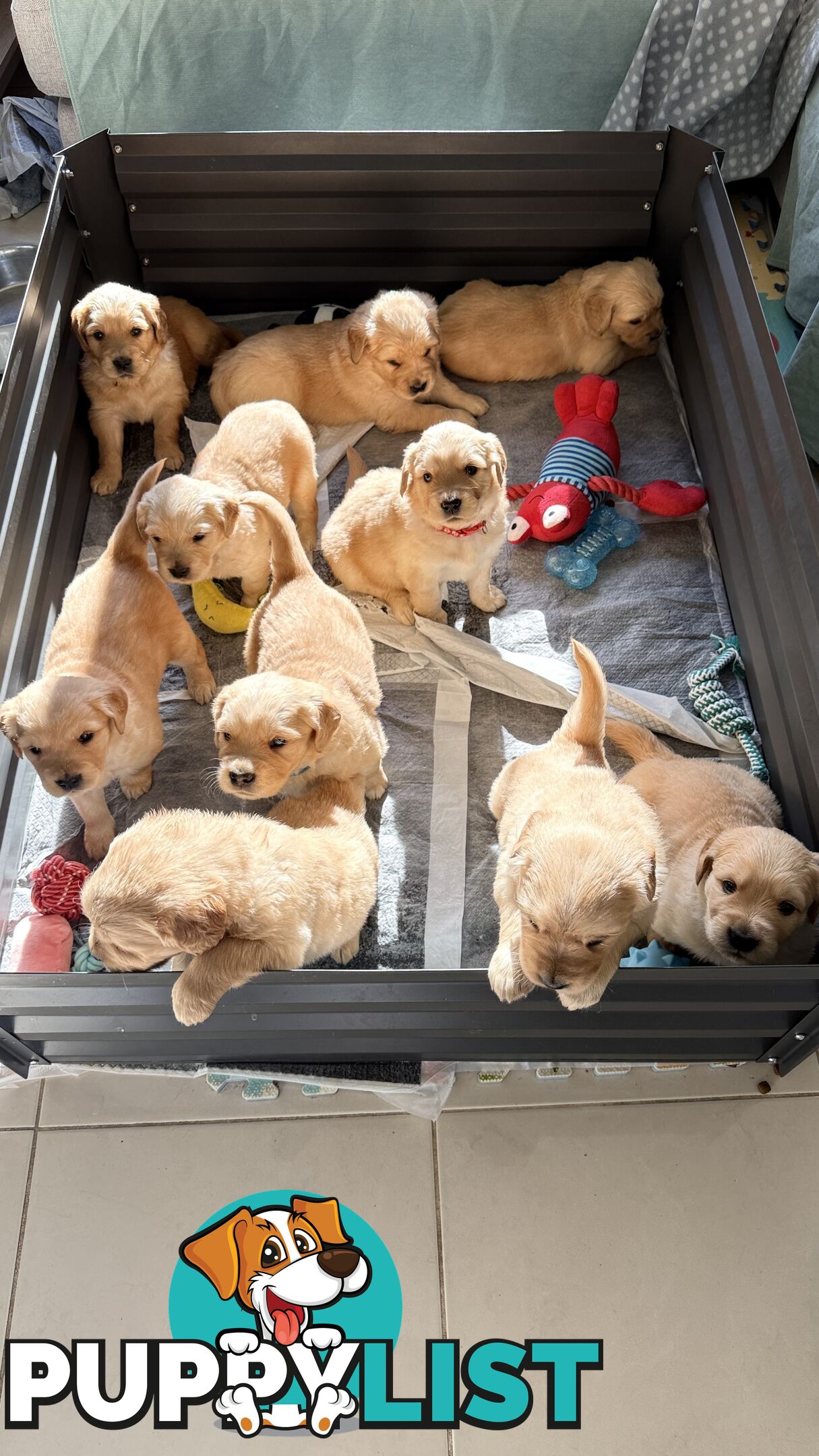 Purebred Golden retriever puppies available for new home