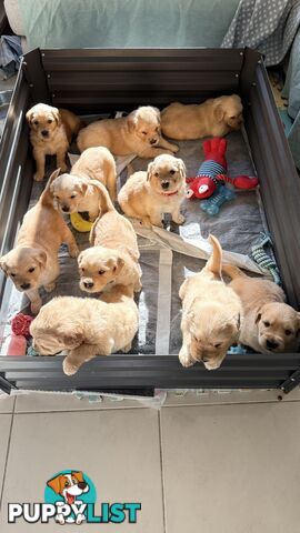 Purebred Golden retriever puppies available for new home