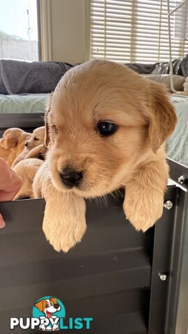 Purebred Golden retriever puppies available for new home