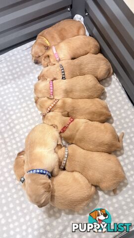 Purebred Golden retriever puppies available for new home