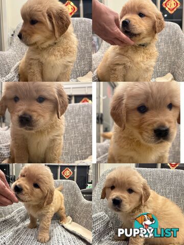 Purebred Golden retriever puppies available for new home