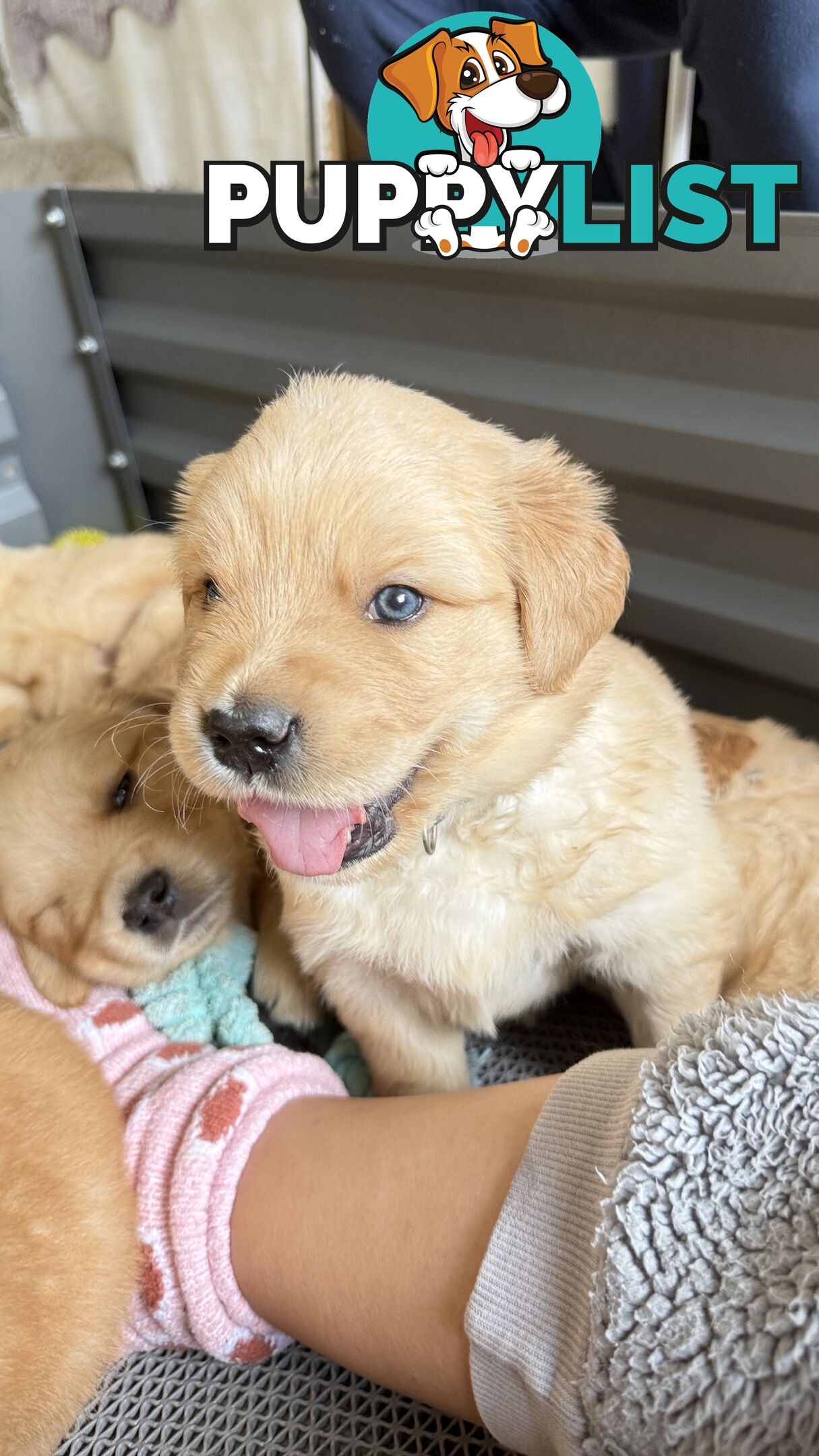 Purebred Golden retriever puppies available for new home