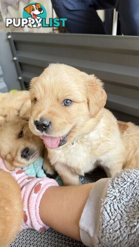 Purebred Golden retriever puppies available for new home