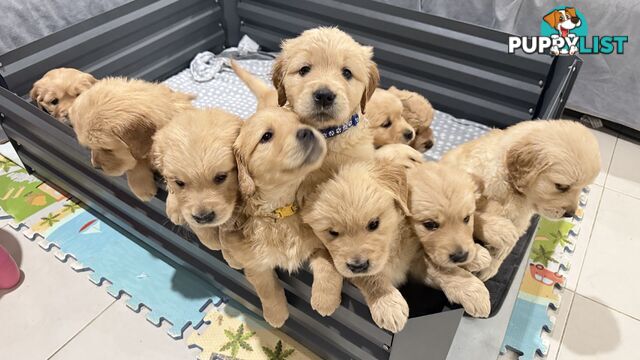 Purebred Golden retriever puppies available for new home
