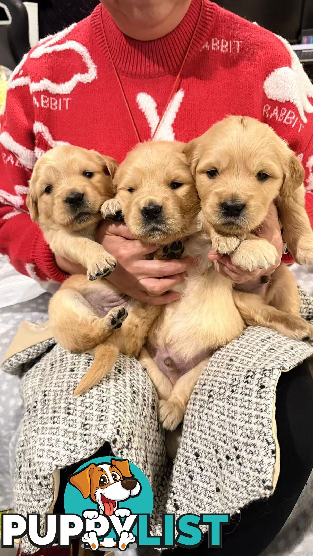 Purebred Golden retriever puppies available for new home