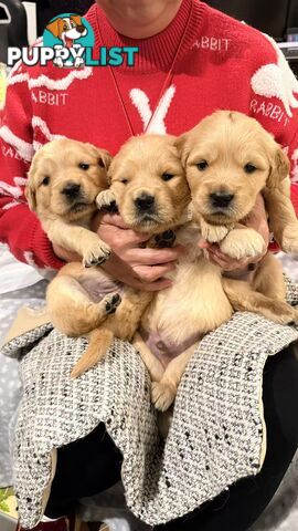 Purebred Golden retriever puppies available for new home